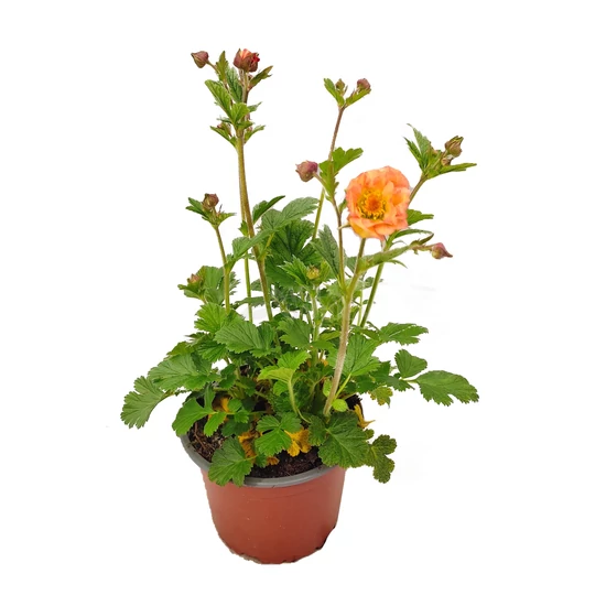 Geum rivale 'Mai Tai' / Gyömbérgyökér