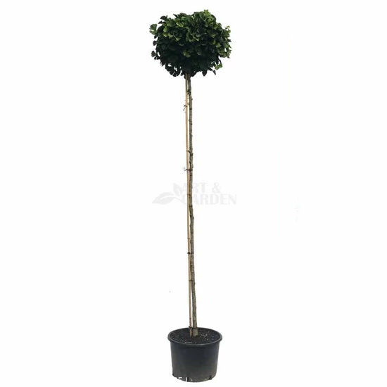 Ginkgo biloba 'Globus' / Gömb páfrányfenyő