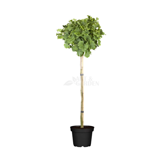 Ginkgo biloba 'Mariken' / Törpe gömb páfrányfenyő (törzses)