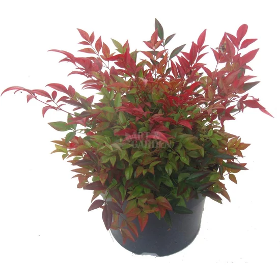 Nandina domestica 'Gulfstream' / Törpe japán szentfa