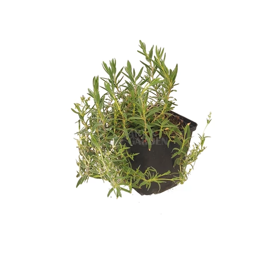 Gypsophila repens  / Havasi fátyolvirág