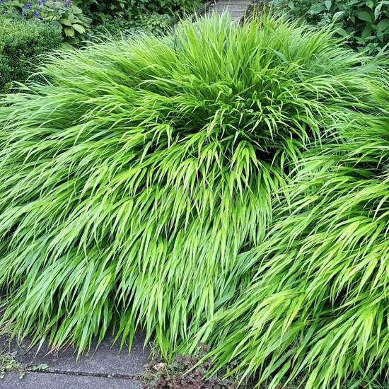 Hakonechloa macra / Szálkafű