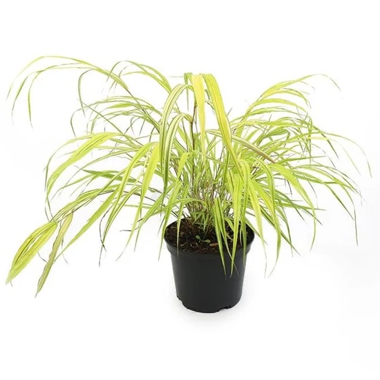 Hakonechloa macra 'Aureola' / Arany szálkafű