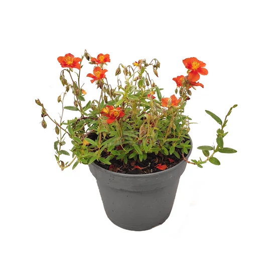 Helianthemum 'Bronzeteppich'  / Napvirág