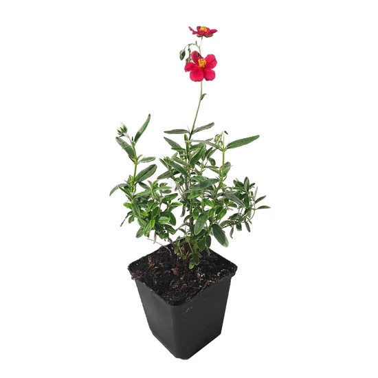Helianthemum hybridum 'Red Dragon'  / Narancs-piros virágú napvirág