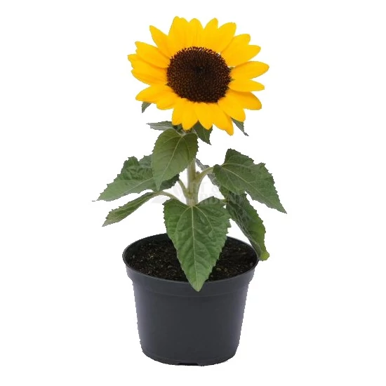 Helianthus / Törpe napraforgó