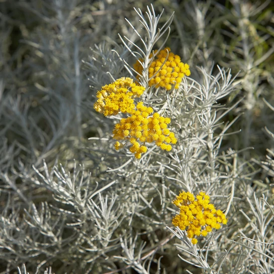 Helichrysum italicum 'Silvery White' / Olasz szalmagyopár, curryfű
