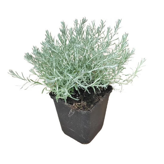 Helichrysum italicum 'Dwarf Curry' / Olasz szalmagyopár, törpe curryfű