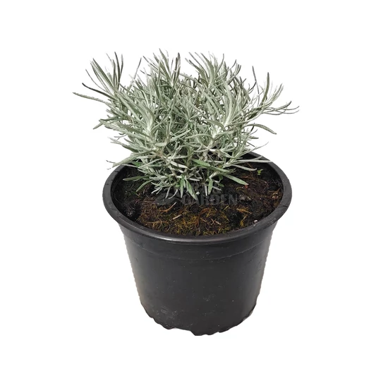 Helichrysum italicum / Olasz szalmagyopár, curryfű