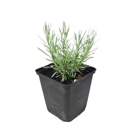 Helichrysum italicum 'Dwarf Curry' / Olasz szalmagyopár, törpe curryfű
