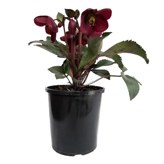 Helleborus x 'Ice 'n Roses Red' / Hunyor 'Ice 'n Roses Red'