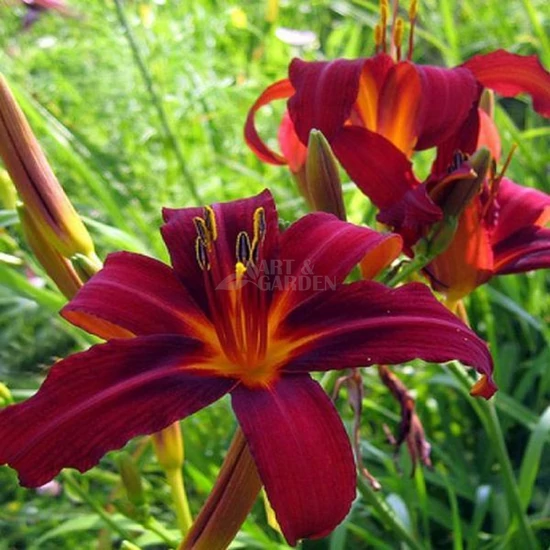 Hemerocallis 'Crimson Pirate' / Piros virágú sásliliom