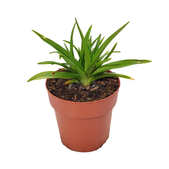 Hemerocallis 'Little Missy' / Sásliliom