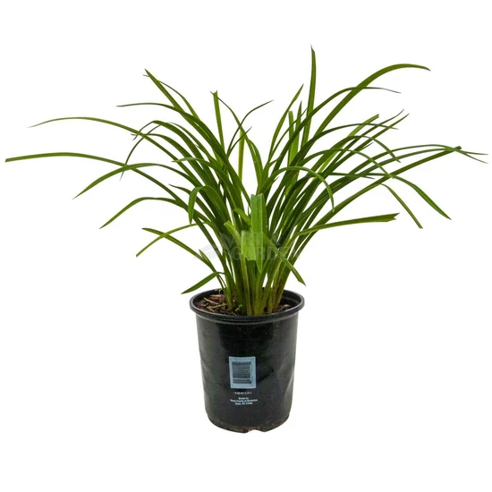 Hemerocallis 'Tuxedo Whiskers' / Lila virágú sásliliom