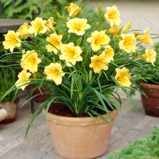 Hemerocallis 'Stella d'Oro' / Sárga virágszínű sásliliom