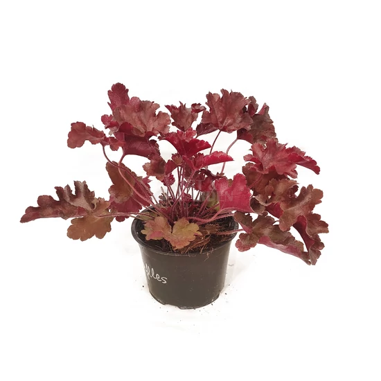 Heuchera 'Cherry Truffles' / Tűzeső