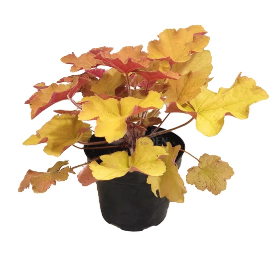 Heuchera 'Kassandra' / Tűzeső