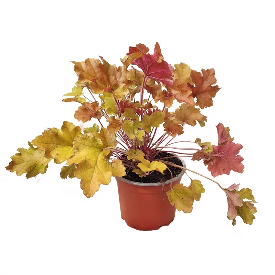 Heuchera 'Marmalade' / Tűzeső