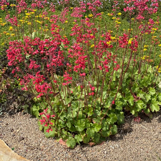 Heuchera sanguinea 'Firefly' / Vérvörös tűzeső