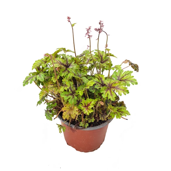Heucherella 'Tapestry' / Turbáncső