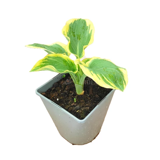 Hosta 'American Halo' / Árnyékliliom