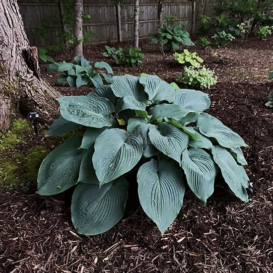 Hosta  'Blue Angel' / Árnyékliliom