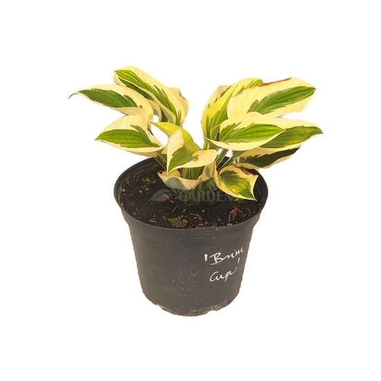 Hosta  'Brim Cup' / Árnyékliliom