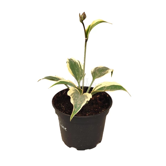 Hosta 'Firn Line' / Árnyékliliom