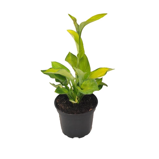 Hosta 'Gold Standard' / Árnyékliliom