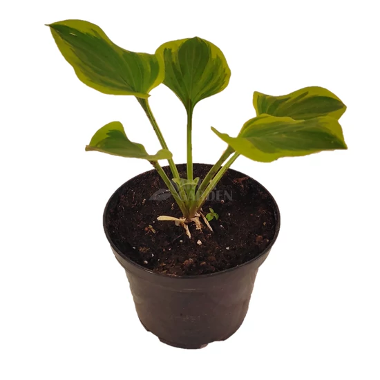 Hosta 'Golden Tiara' / Árnyékliliom
