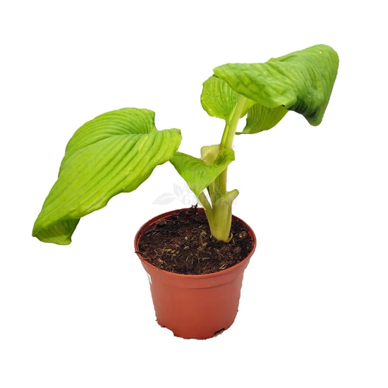 Hosta  'Jurassic Park' / Árnyékliliom