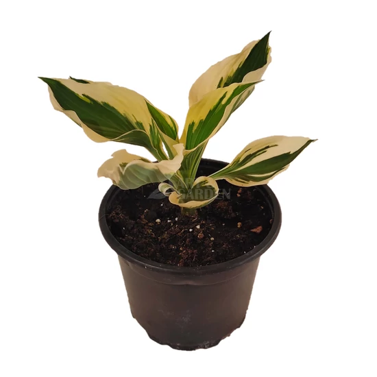 Hosta 'Patriot' / Árnyékliliom