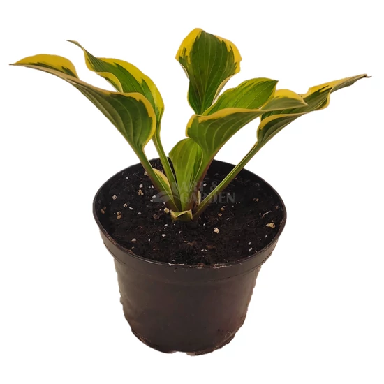 Hosta 'Queen Josephine' / Árnyékliliom