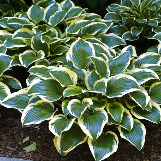 Hosta 'Queen Josephine' / Árnyékliliom