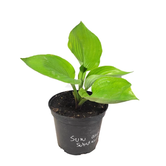 Hosta 'Sum and substance' / Árnyékliliom