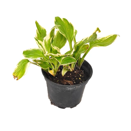Hosta undulata  'Albomarginata' / Árnyékliliom
