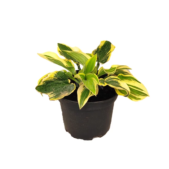 Hosta 'Wide Brim' / Árnyékliliom