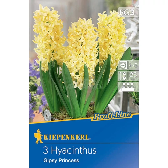 Hyacinthus 'Gypsy Prinzess' / 'Gypsy Prinzess' jácint virághagyma