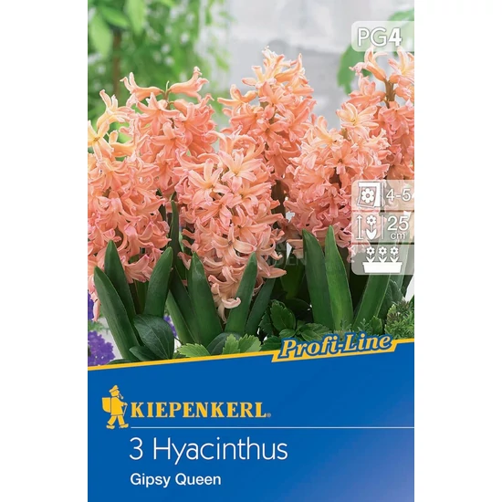 Hyacinthus 'Gypsy Queen' / 'Gypsy Queen' jácint virághagyma