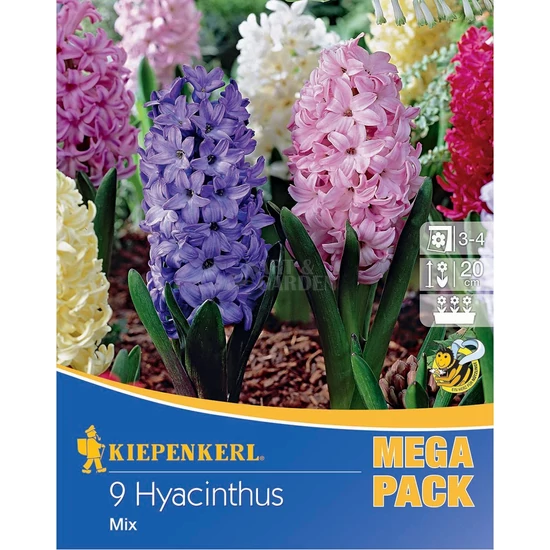 Hyacinthus 'Mega Pack' / Jácint mix vegyes virágszínű virághagyma