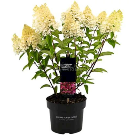 Hydrangea paniculata 'Pink Lady' / Bugás hortenzia