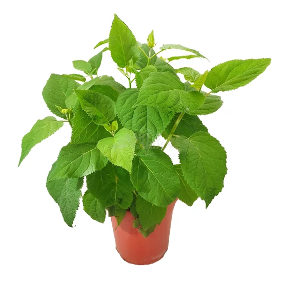 Hydrangea arborescens 'Annabelle' / Fehér virágú cserjés hortenzia