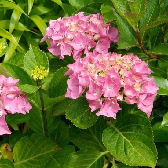 Hydrangea macrophylla / Kerti hortenzia