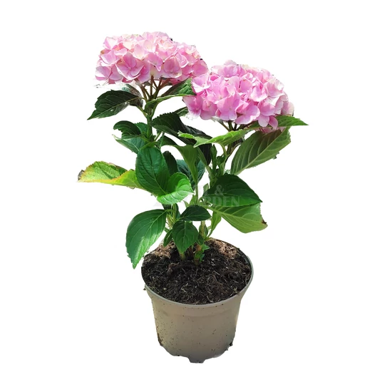 Hydrangea macrophylla 'Alberta' / Kerti hortenzia