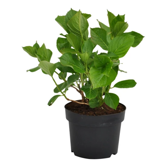 Hydrangea macrophylla 'Freudenstein' / Rózsaszín virágú kerti hortenzia