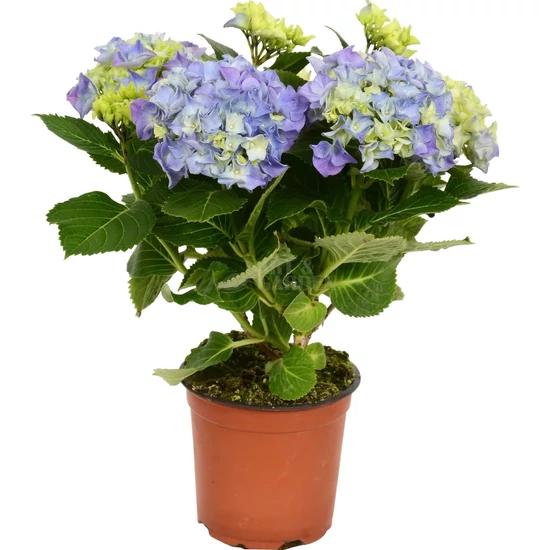 Hydrangea macrophylla 'Bela' / Kék virágú kerti hortenzia