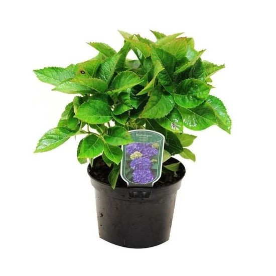 Hydrangea macrophylla 'Zorro Blue' / Kék virágú kerti hortenzia