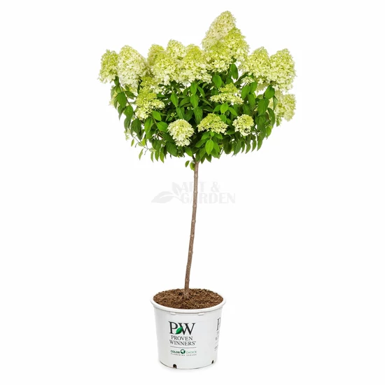 Hydrangea paniculata 'Limelight' fa / Bugás hortenzia fa (féltörzses)