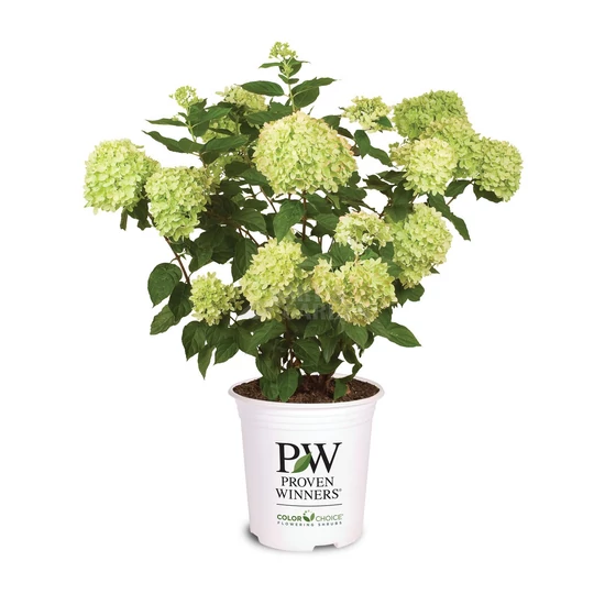 Hydrangea paniculata 'Little Lime' / Bugás hortenzia