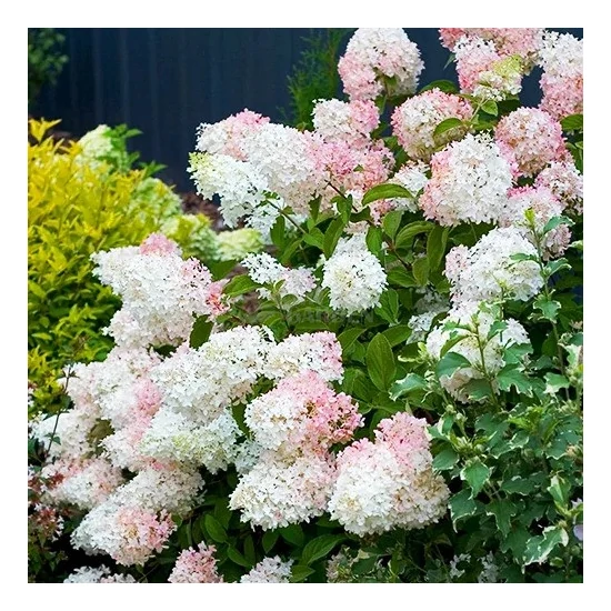 Hydrangea paniculata 'Phantom' / Bugás hortenzia
